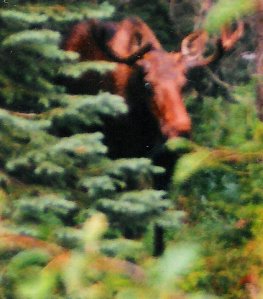 Close up of moose